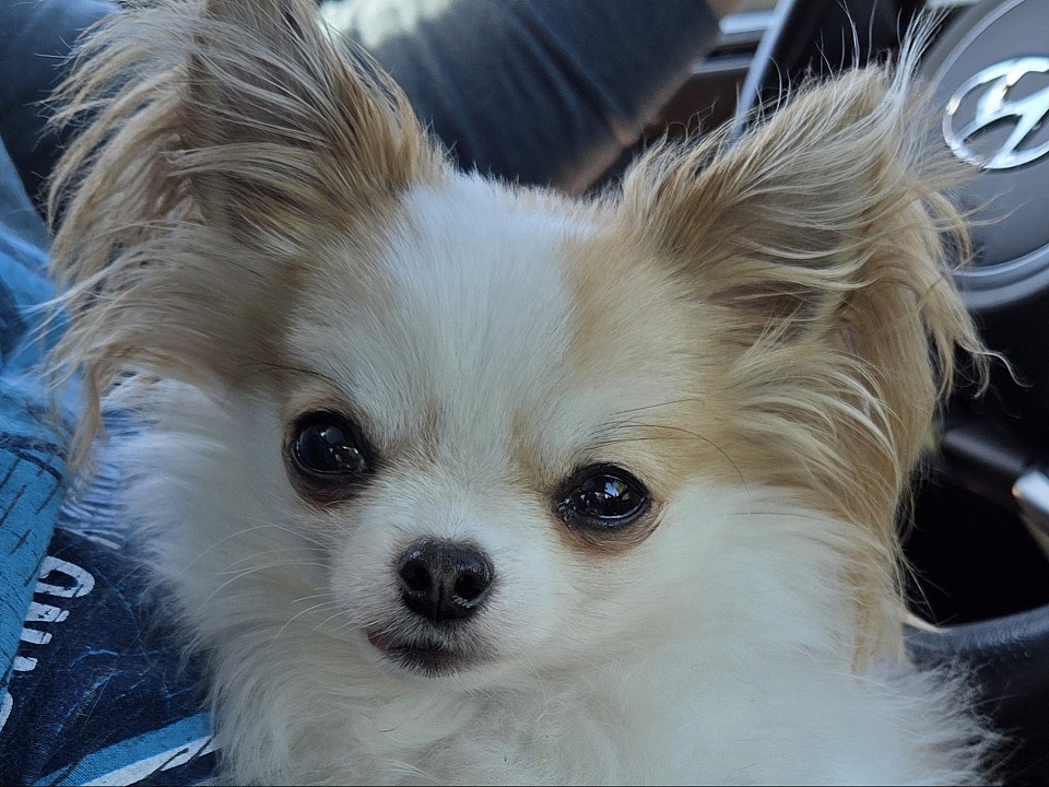 D's Darling AKC Long Hair Chihuahuas logo