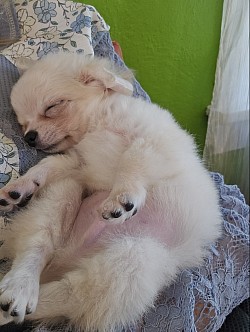Benny