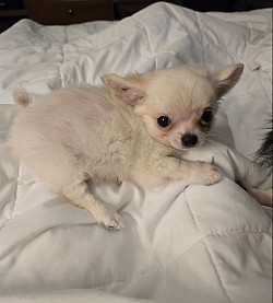 Benny