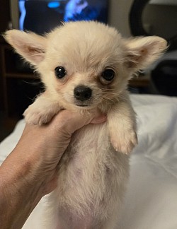 Benny