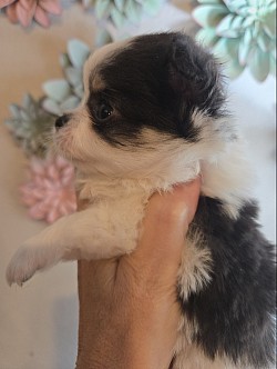 Elsie