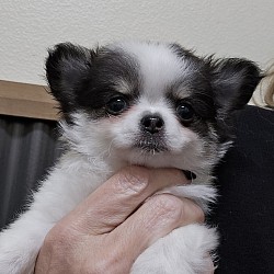 Elsie