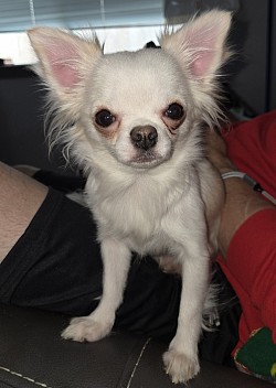 Poppy