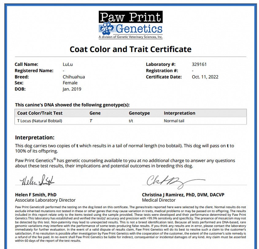 Lulu's official Paw Print Genetics DNA certificate — T Locus result: t/t (Normal Tail). No T-gene bobtail mutation present. Yet Lulu has a natural bobtail