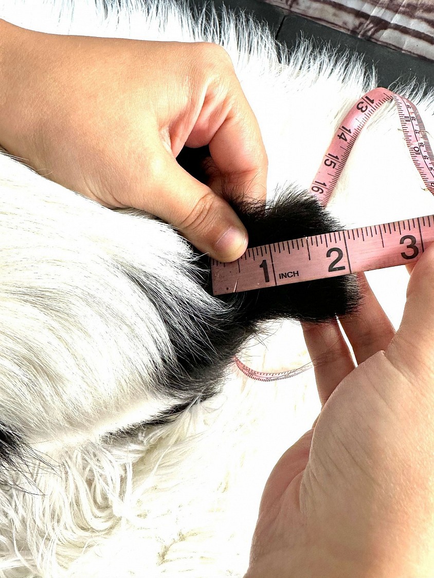 Lulu — a natural bobtail Chihuahua who tested t/t (no T-gene mutation)