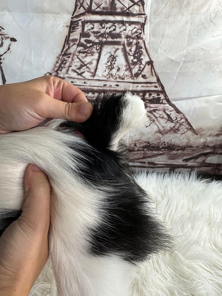 Lulu's natural bobtail — present from birth, caused by an unknown gene distinct from the T-gene mutation