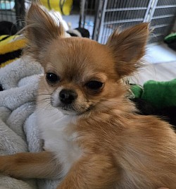 Rico