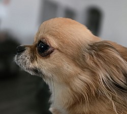 RICO