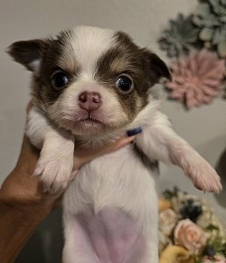 Willow 4 weeks
