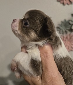Willow