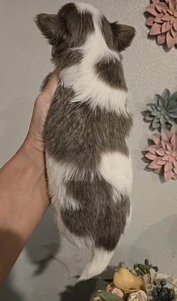 Willow