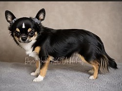 Diva